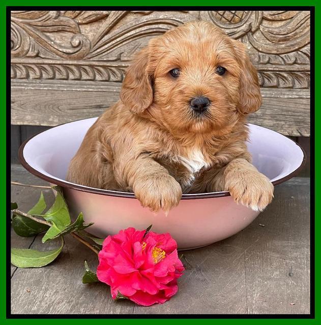 Misha Boots 4 week old pups 171