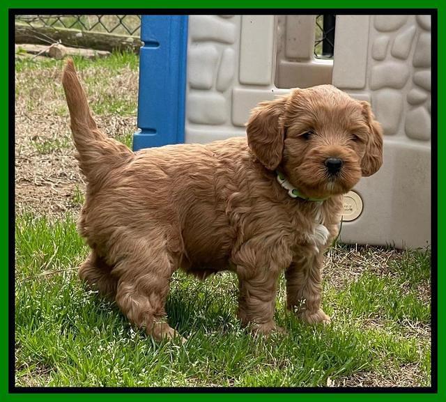 Misha Boots 4.5 week old pups 71
