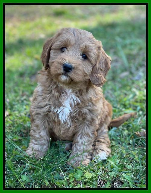 Misha Boots 5.5-6.5 week old pups 221