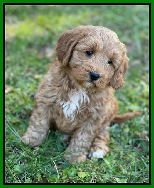 Misha Boots 5.5-6.5 week old pups 231