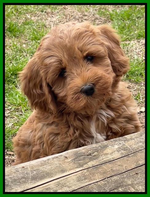 Misha Boots 7 week old pups 221