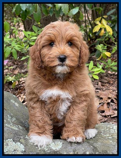 Misha Boots 8 week old pups 151