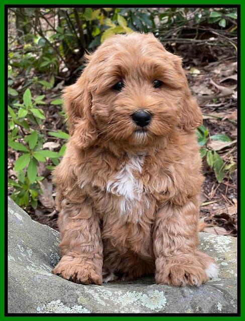 Misha Boots 8 week old pups 201