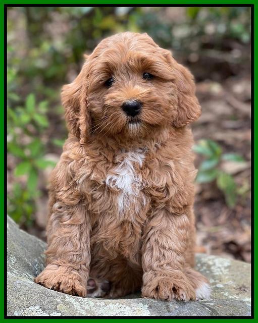 Misha Boots 8 week old pups 221