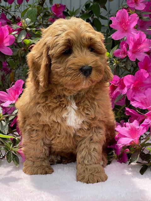 Misha Boots 8 week old pups 231
