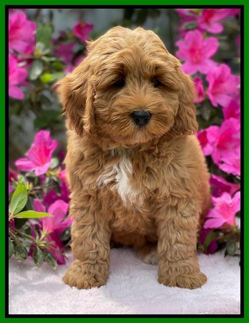 Misha Boots 8 week old pups 271
