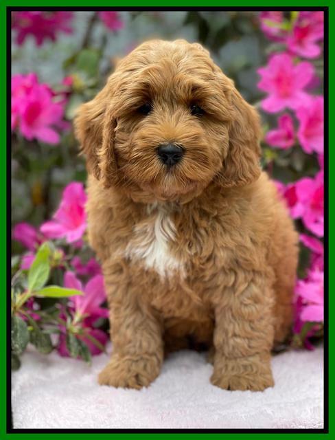 Misha Boots 8 week old pups 281