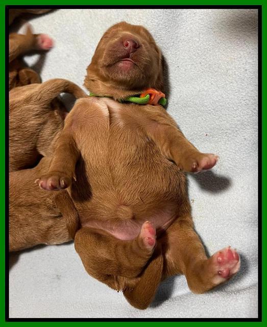 Misha Boots One week old pups 71