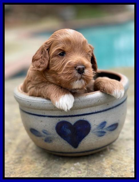 Misha Boots 3 week old pups 241