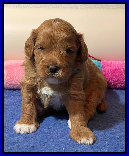 Misha Boots 3 week old pups 261