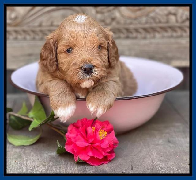 Misha Boots 4 week old pups 181