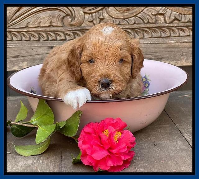 Misha Boots 4 week old pups 211