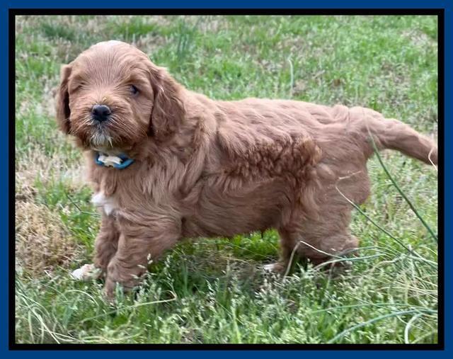 Misha Boots 4.5 week old pups 21