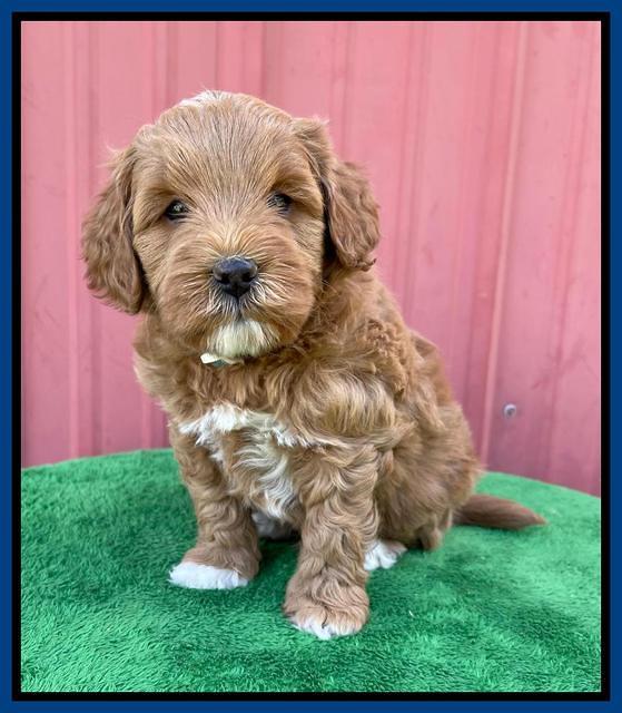 Misha Boots 5 week old pups 131