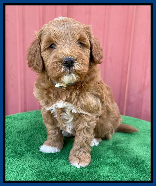 Misha Boots 5 week old pups 141