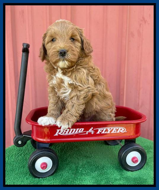 Misha Boots 5 week old pups 151