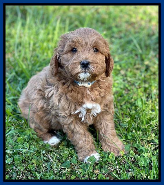 Misha Boots 5.5-6.5 week old pups 131