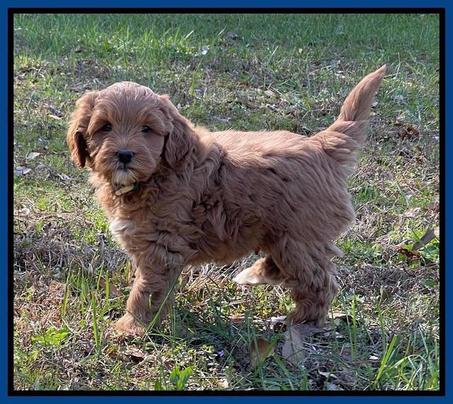 Misha Boots 5.5-6.5 week old pups 141