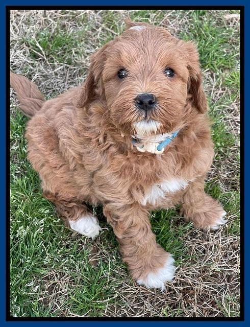 Misha Boots 5.5-6.5 week old pups 161