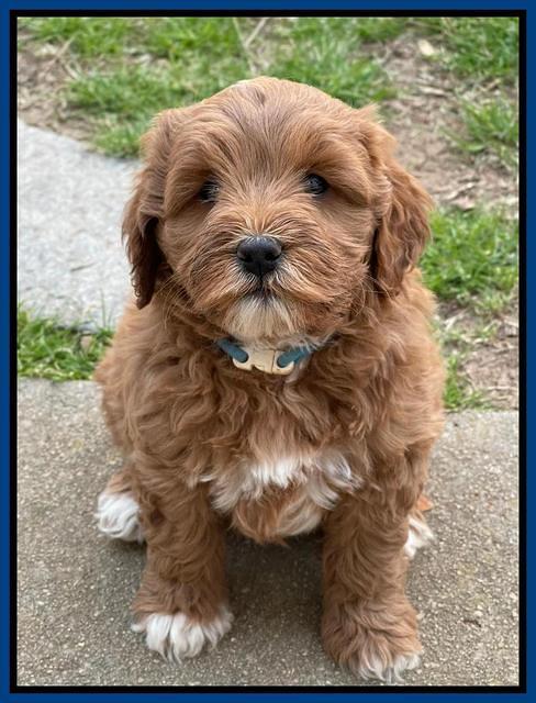 Misha Boots 7 week old pups 311