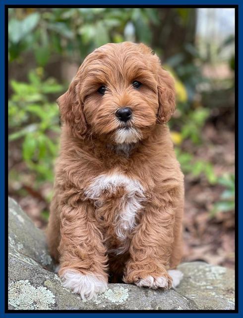 Misha Boots 8 week old pups 161