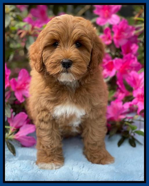 Misha Boots 8 week old pups 191