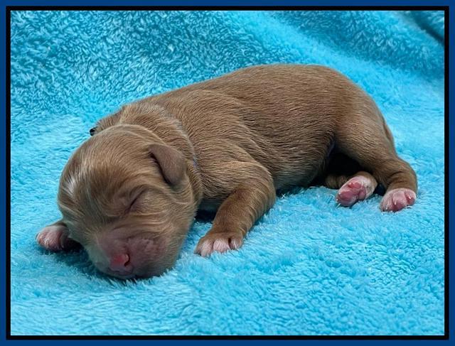 Misha Boots Newborn pups 81