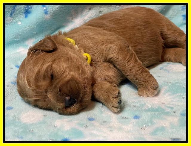 Misha Boots 2 week old pups 181