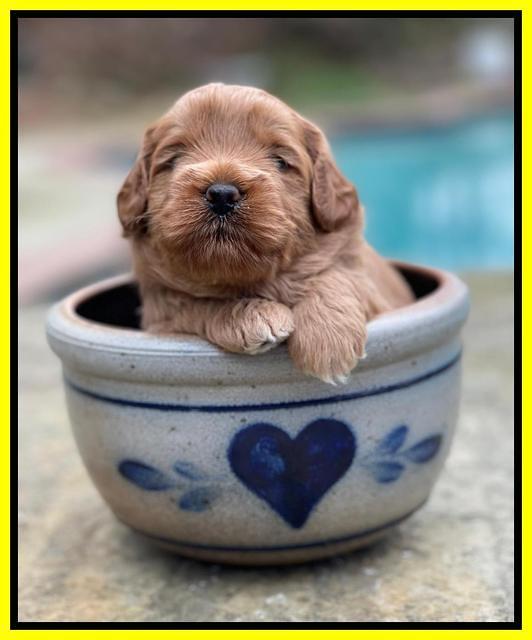 Misha Boots 3 week old pups 311