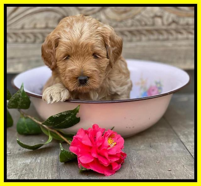 Misha Boots 4 week old pups 281