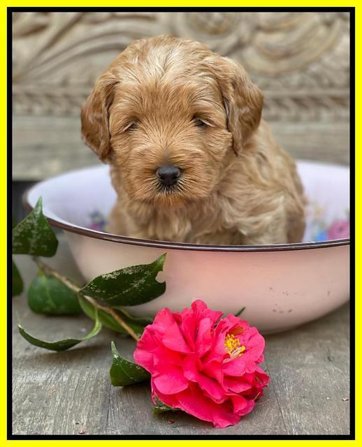 Misha Boots 4 week old pups 291