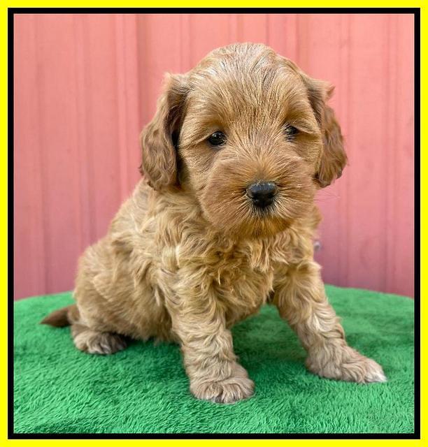 Misha Boots 5 week old pups 211