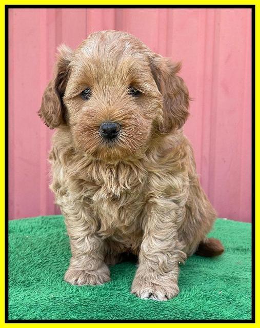 Misha Boots 5 week old pups 241