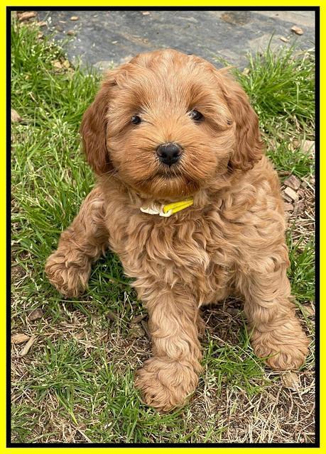 Misha Boots 7 week old pups 371