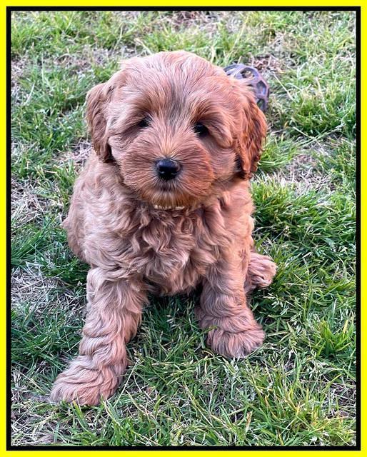 Misha Boots 7 week old pups 401