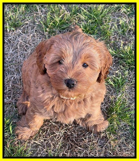 Misha Boots 7 week old pups 411