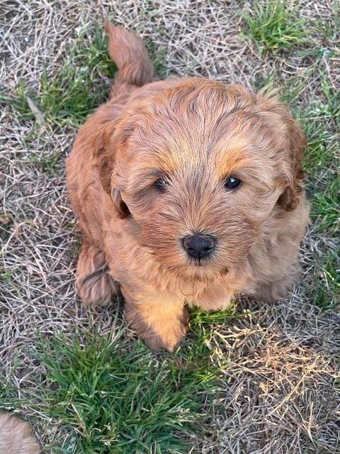 Misha Boots 7 week old pups 421