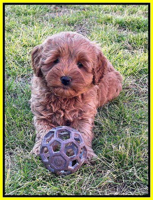 Misha Boots 7 week old pups 431