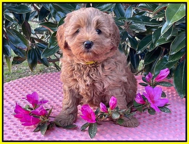 Misha Boots 7 week old pups 441