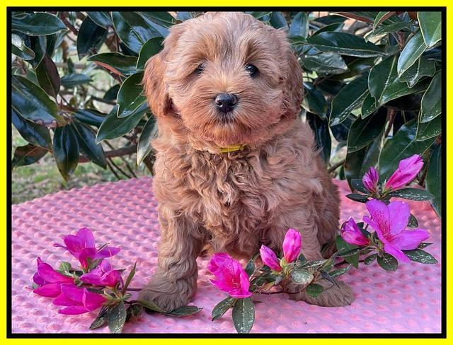 Misha Boots 7 week old pups 451