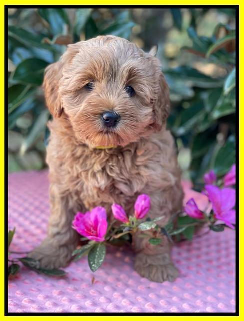 Misha Boots 7 week old pups 471