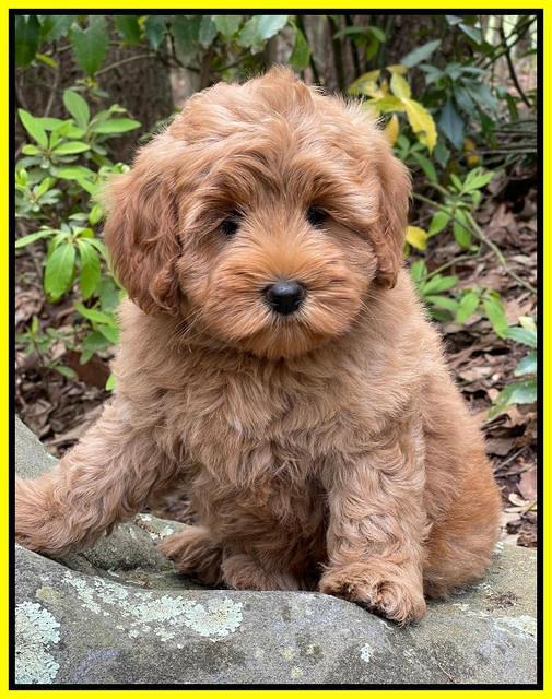 Misha Boots 8 week old pups 291