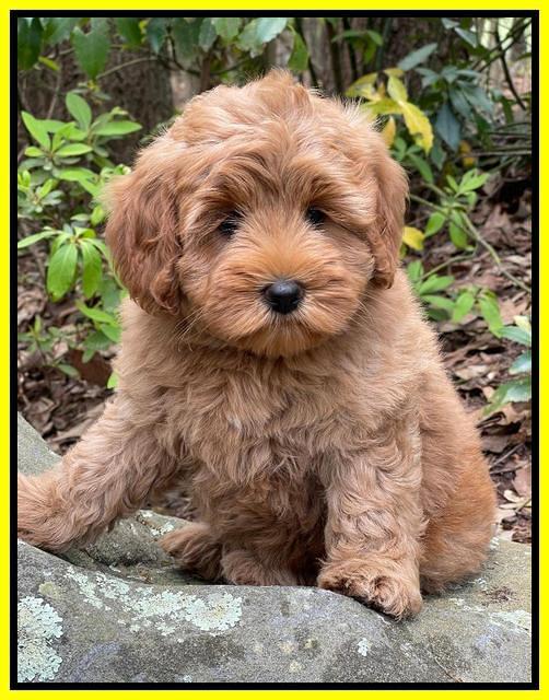 Misha Boots 8 week old pups 311