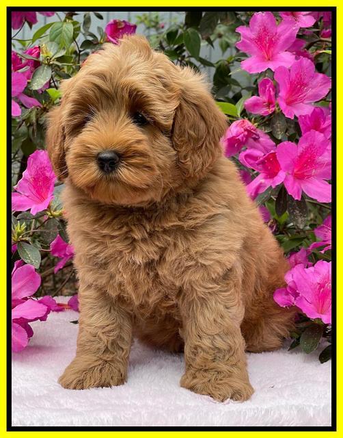 Misha Boots 8 week old pups 321