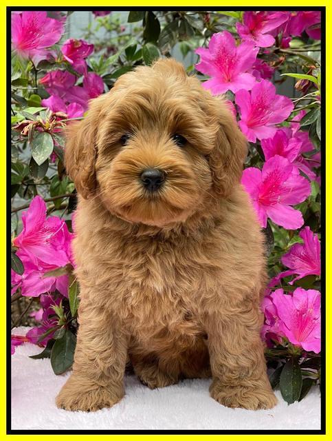 Misha Boots 8 week old pups 341