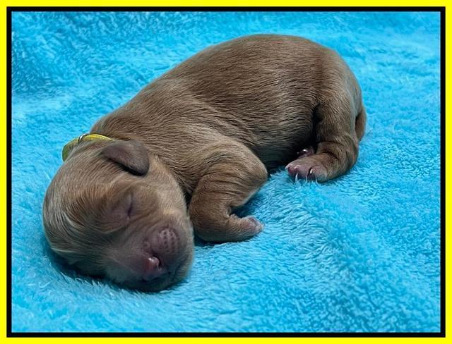Misha Boots Newborn pups 111
