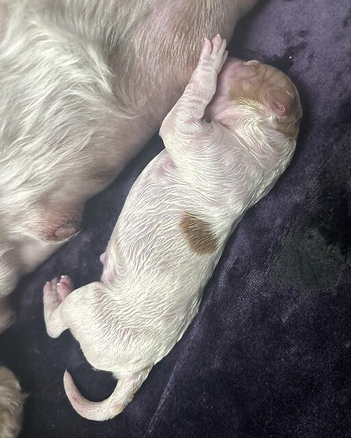 75076433008 A3EBC181-3950-47DC-B3BC-F14B98F864D4