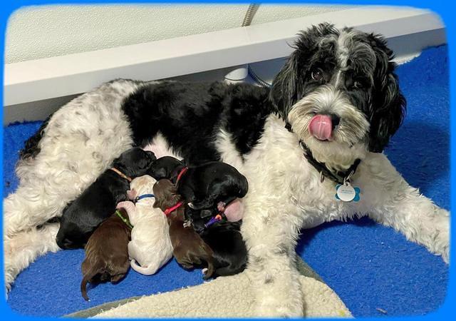 Oreo Rebel pups 1 wk old 220