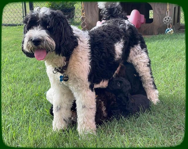 Oreo Rebel pups 6 wks old 291