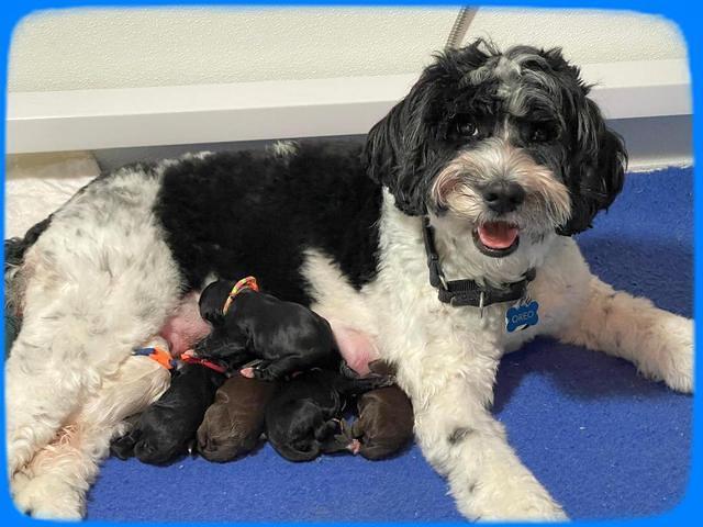 Oreo Rebel pups newborn group 1 2